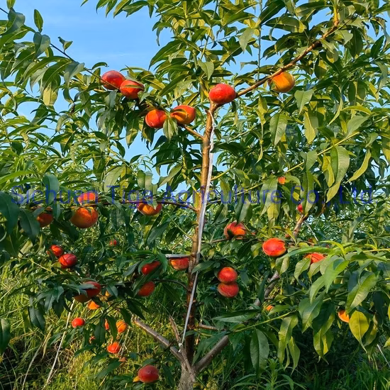 Offre spéciale délicieux fruits d'été frais et sucrés, pêche, beignet